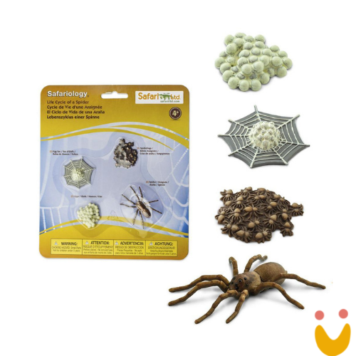 Brinquedo-montessori-ciclo-de-vida-da-aranha